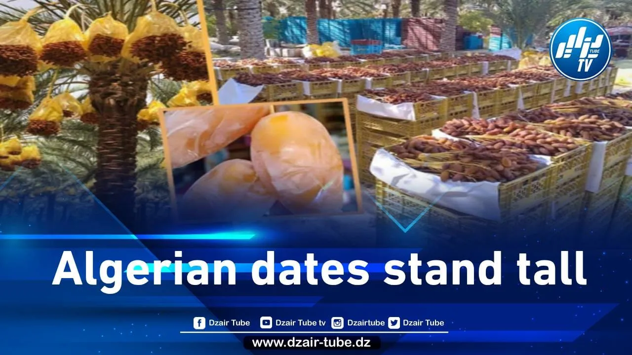 Algerian Dates Adorn Tables Worldwide, Stand Tall Against Morocco's Falsehoods and Propaganda | Dzair Tube Ramadan Series (09)