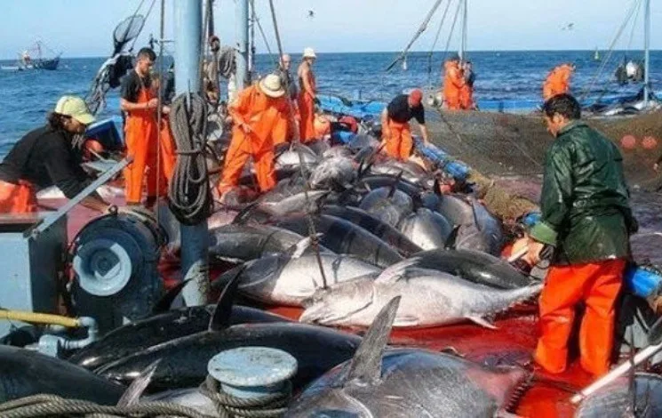 Algeria Prepares for 2024 Bluefin Tuna Fishing Campaign: 34 Participation Requests Received