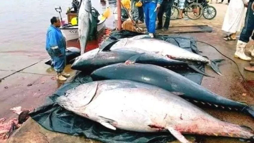 Boosting High Seas Fishing: Algeria Prepares for Tuna Fishing Season