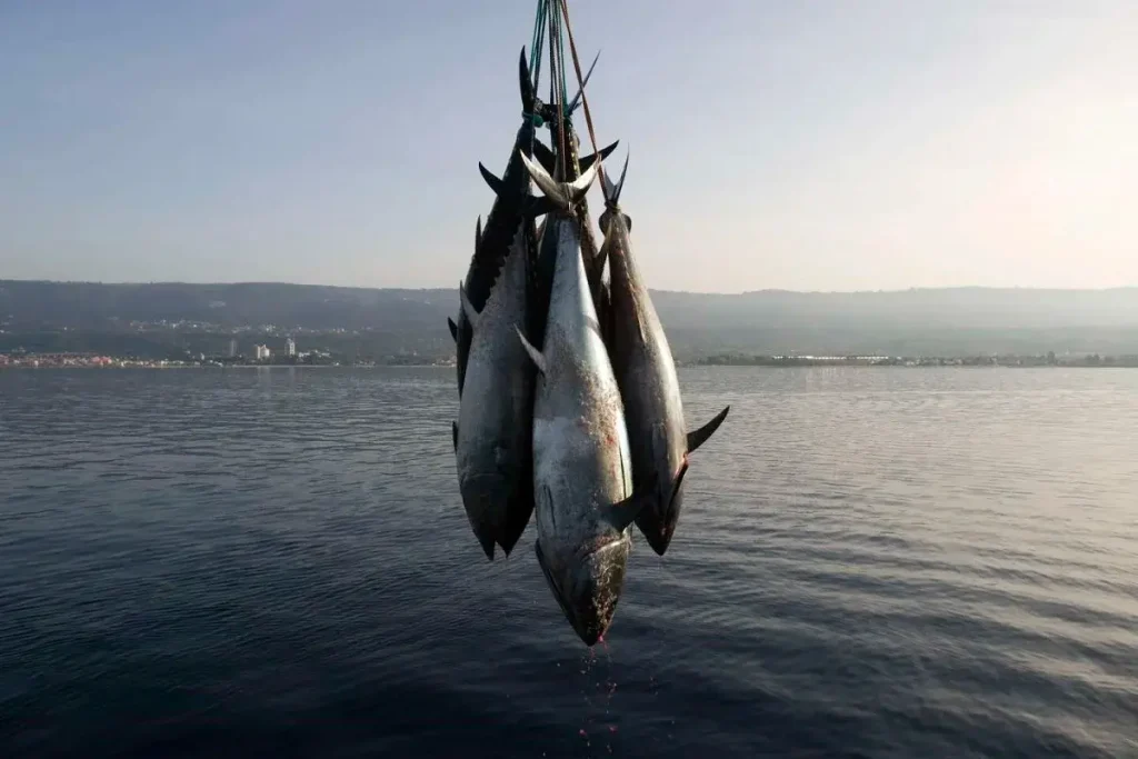 Launch Date Set for Bluefin Tuna Fishing Campaign