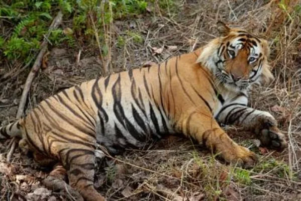 Mostaganem Animal Park Receives Donation of Three Bengal Tigers and One Lion