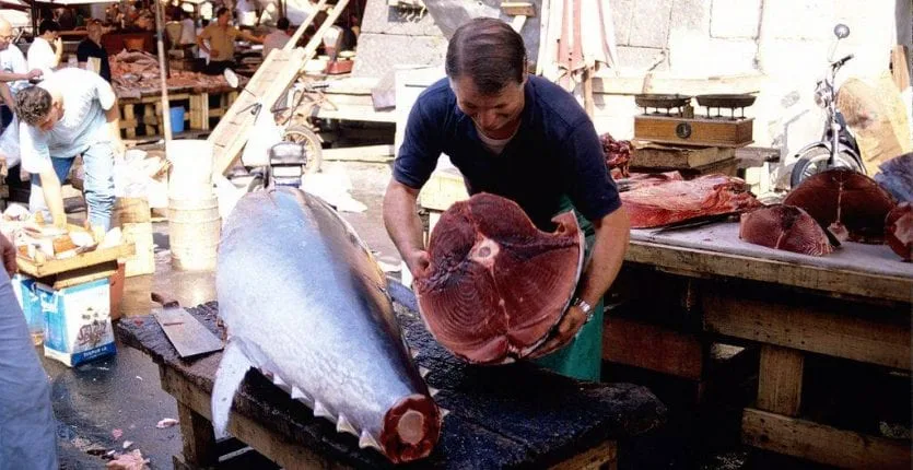 Prices Expected to Drop in Coming Days: Bluefin Tuna Hits Market