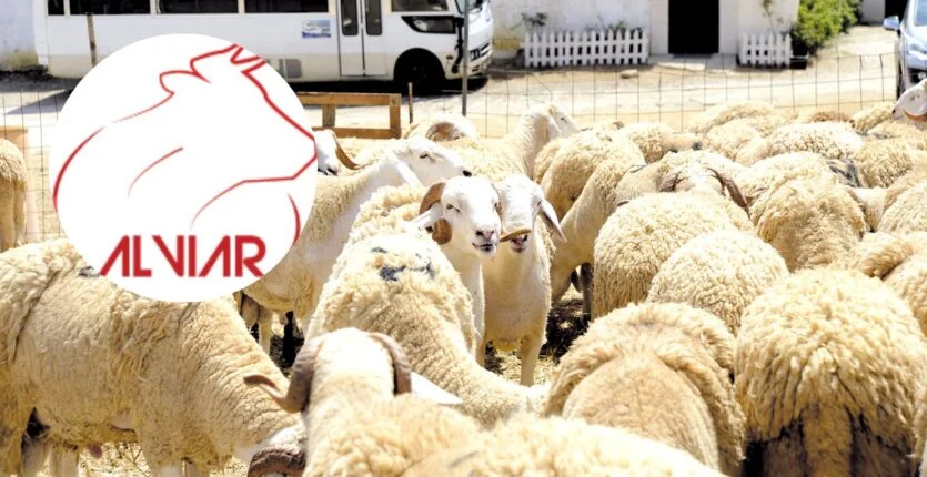 Algeria's ALVIAR Offers Fixed Price Sheep for Aïd Al-Adha Starting at 59,000 DA