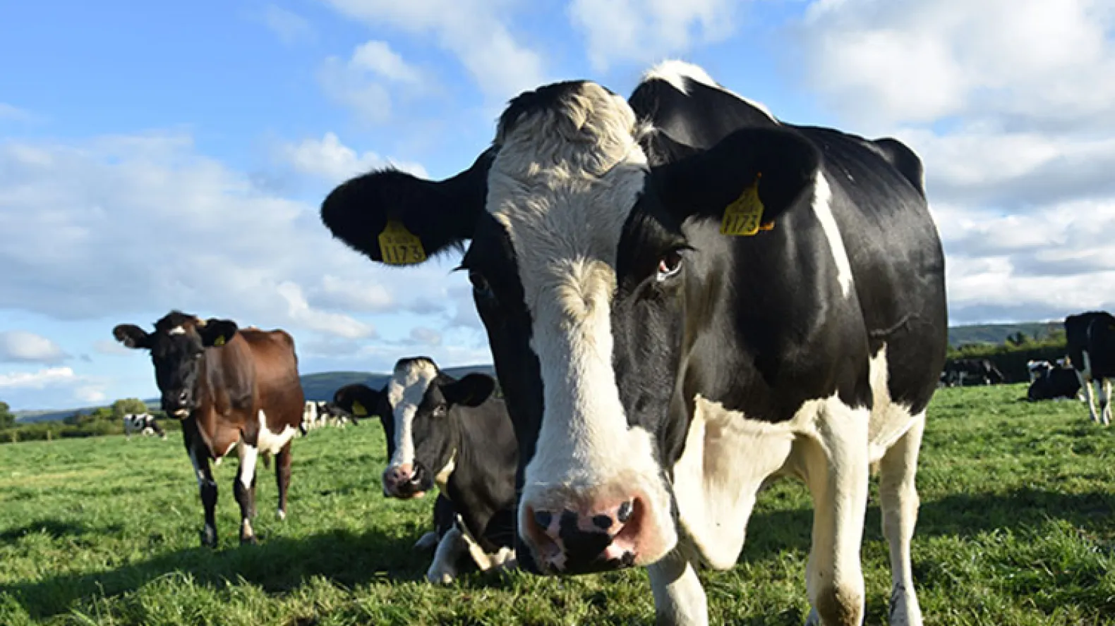 Irish Companies Explore Partnership Opportunities in Algeria’s Livestock and Dairy Sector