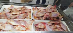 Algeria Enhances Food Security with Competitive Prices: Ongoing Tilapia Fish Marketing, Development of Floating Cage Aquaculture Projects