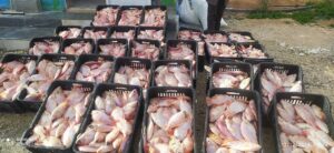 Algeria Enhances Food Security with Competitive Prices: Ongoing Tilapia Fish Marketing, Development of Floating Cage Aquaculture Projects